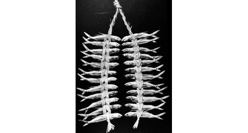 White braided fish