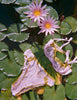 Lingerie set on lily pads with flowers.