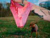 Person in a field with a dog, holding a pink panty.