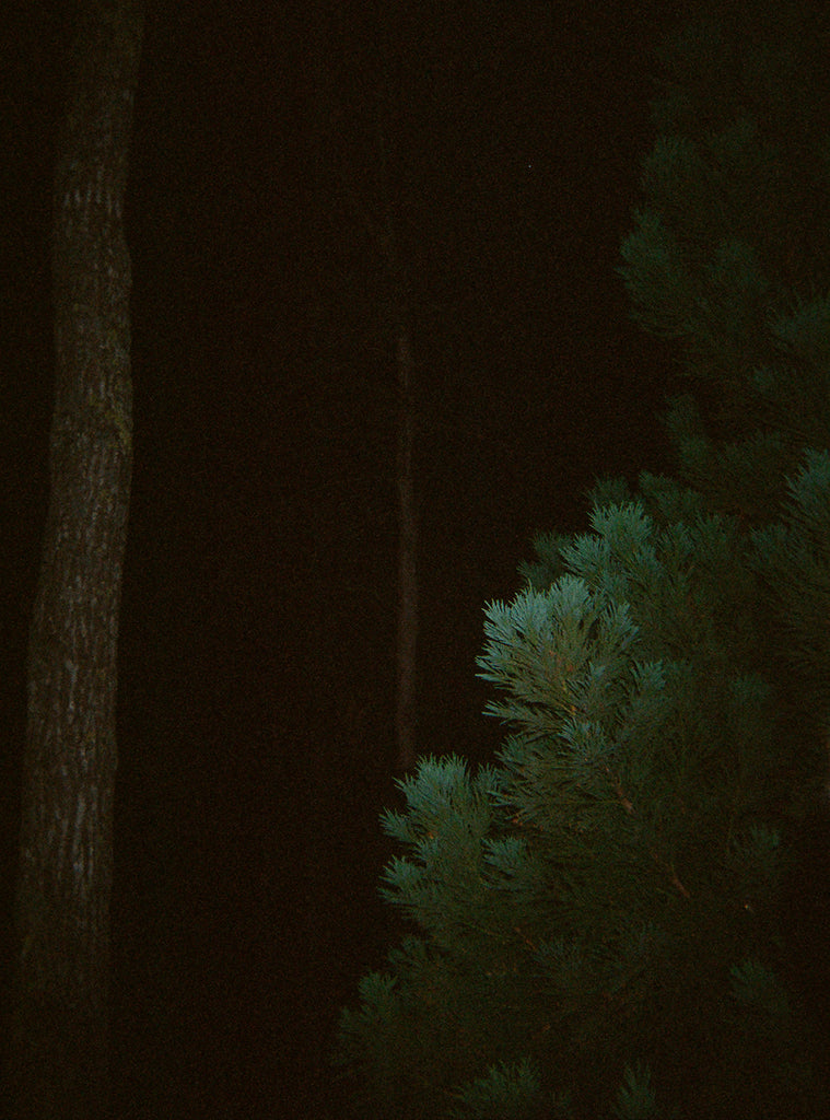 trees in the dark