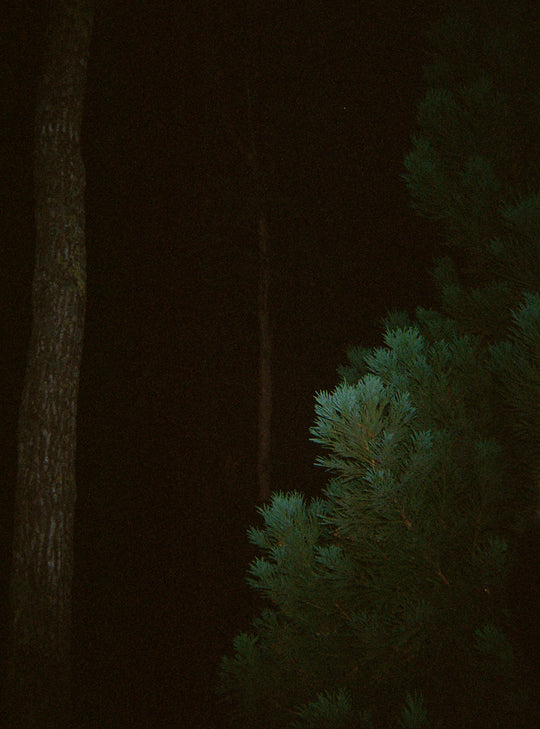 Photo by Stella Bugbee