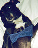 Dog on bed wearing blue lace bralette. 