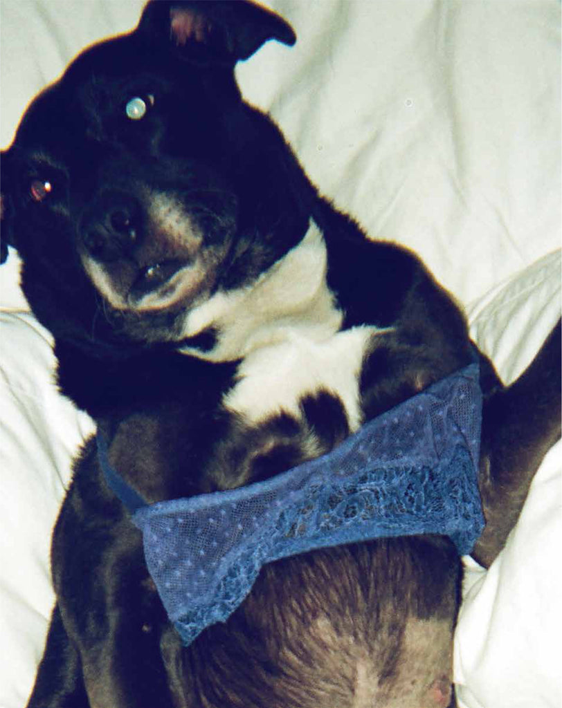 Dog on bed wearing blue lace bralette. 