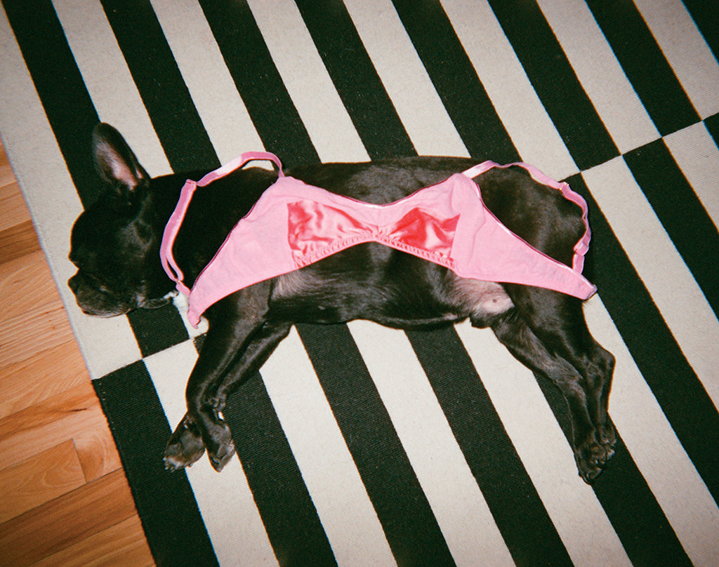 Dog lays on carpet, pink bralette with a dark pink panel at bust