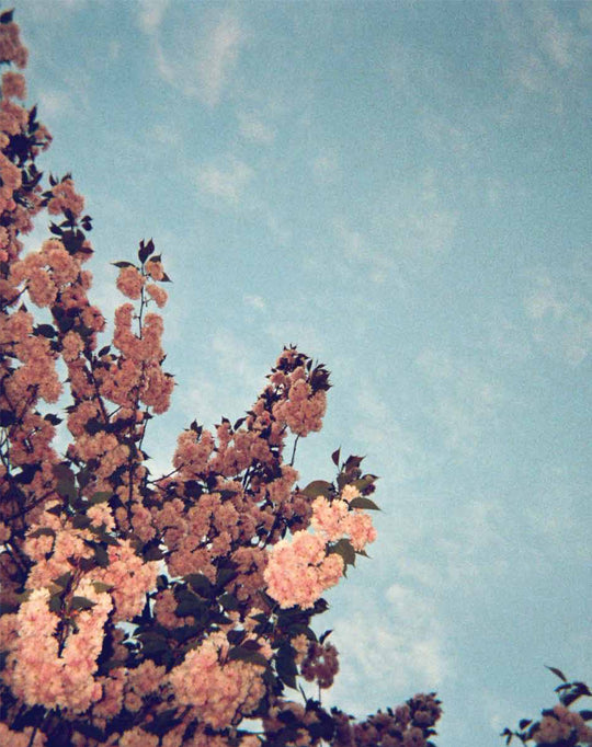 Photo by Sarah Harris